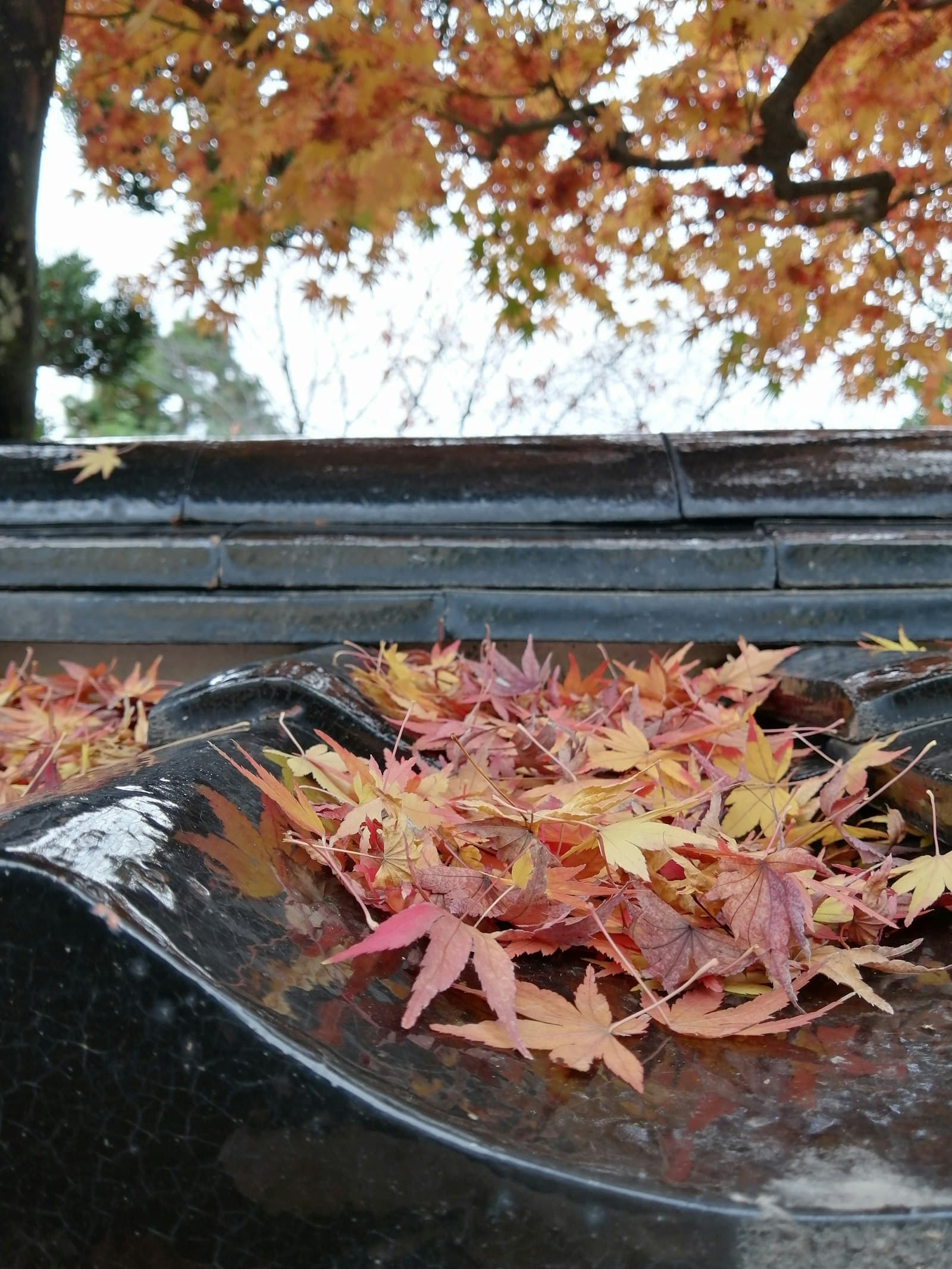 Autumn leaves piled up in a roof gutter